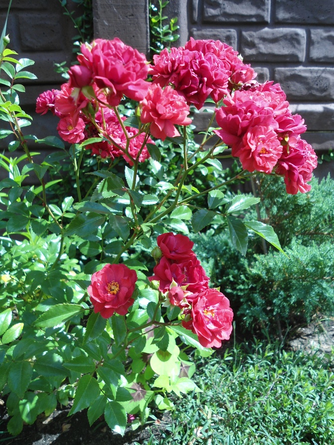 z serii róże w moim ogrodzie