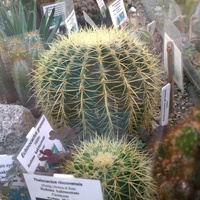 ''kulka'' kaktus - egzotarium