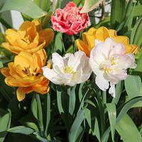 Balkonowe tulipany (2017)