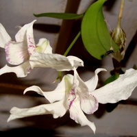 Dendrobium rhodostictum.  Makro.