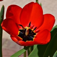 Energetyczne tulipany ...