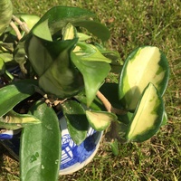 Hoya carnosa melanie z carnosą zwykłą 