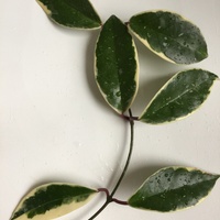 Hoya carnosa variegata nie tricolor !
