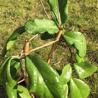 Hoya erythrina 'Bajo'
