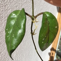 Hoya fungii młoda sadzonka