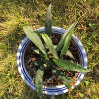 Hoya mirabilis i aff. wrayi
