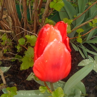 Inny gatunek tulipana
