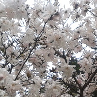 Kwitną magnolie 