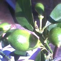 Limonella owoce dojrzewają