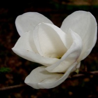 Magnolia biała jak śnieg. Makro.