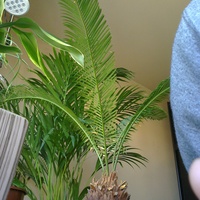 moje Sago Palm