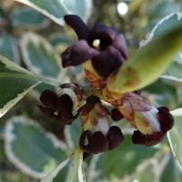 Nowinka - Pittosporum Tenuifolium