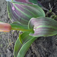 pierwszy tulipanek