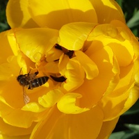 Pracowita pszczółka ;)