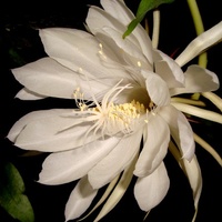 Queen Of Night - Epiphyllum Oxypetalum .  Makro.