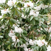 Rhododendron z O B, 