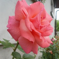 róza wielkokwiatowa
