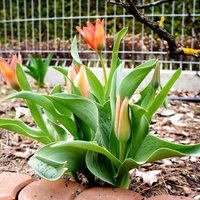 Są pierwsze tulipany