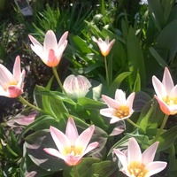 sezon tulipanowy 