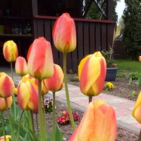 Tulipanowo.kolorowo