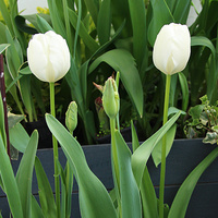 Tulipany balkonowe