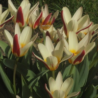 Tulipany-te są najwcześniejszą...