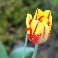 Wesoły tulipan