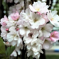 Wiśnia Prunus Accol