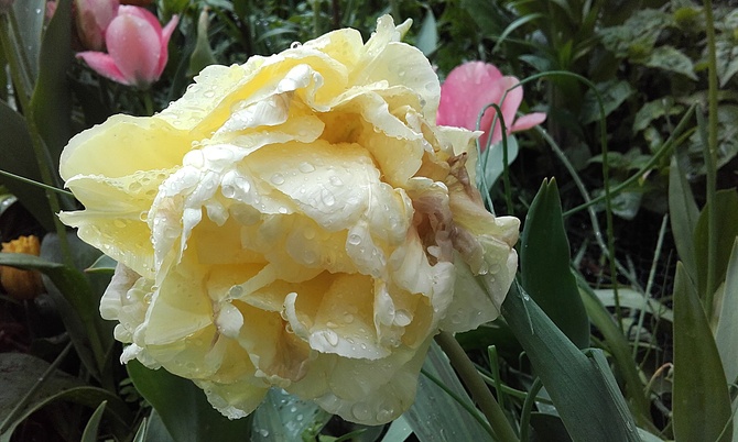 # Tulipan w dzisiejszym deszczu