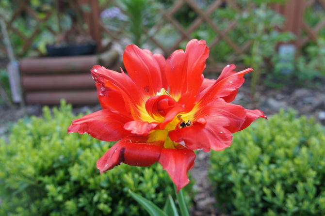 Gorący tulipan na ciepły dzień