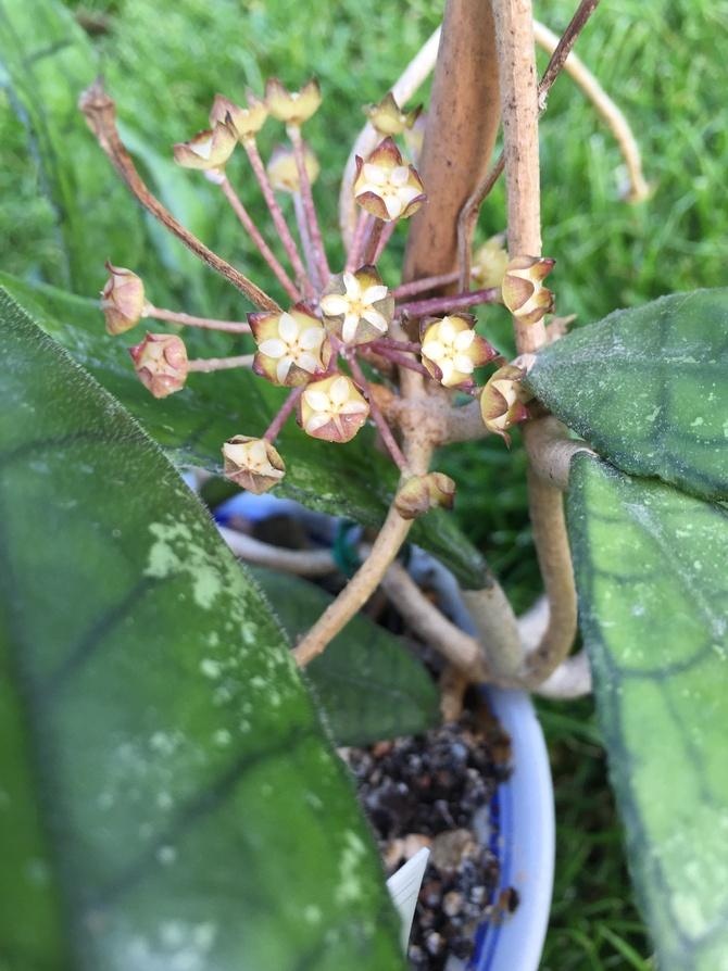 Hoya finlaysonii wavy leaves rozwija kwiatuszka