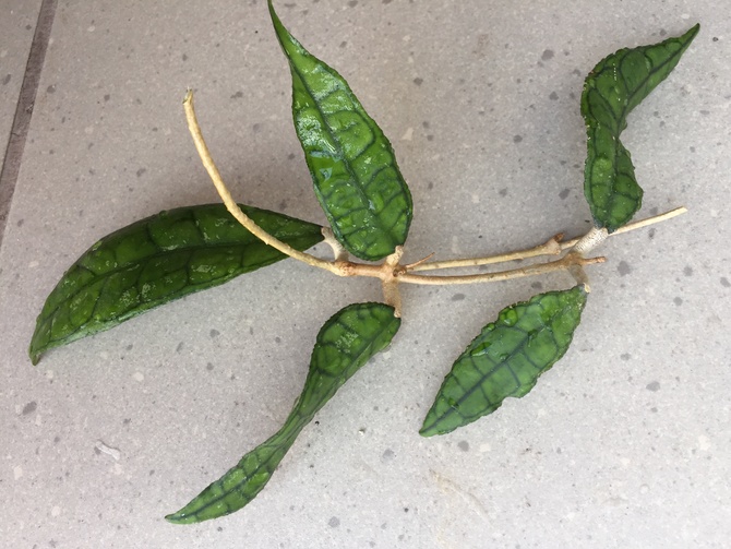 Hoya finlaysonii wavy leaves 