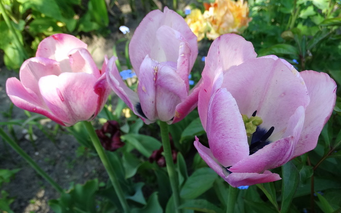 I już po ptokach (tulipanach) 