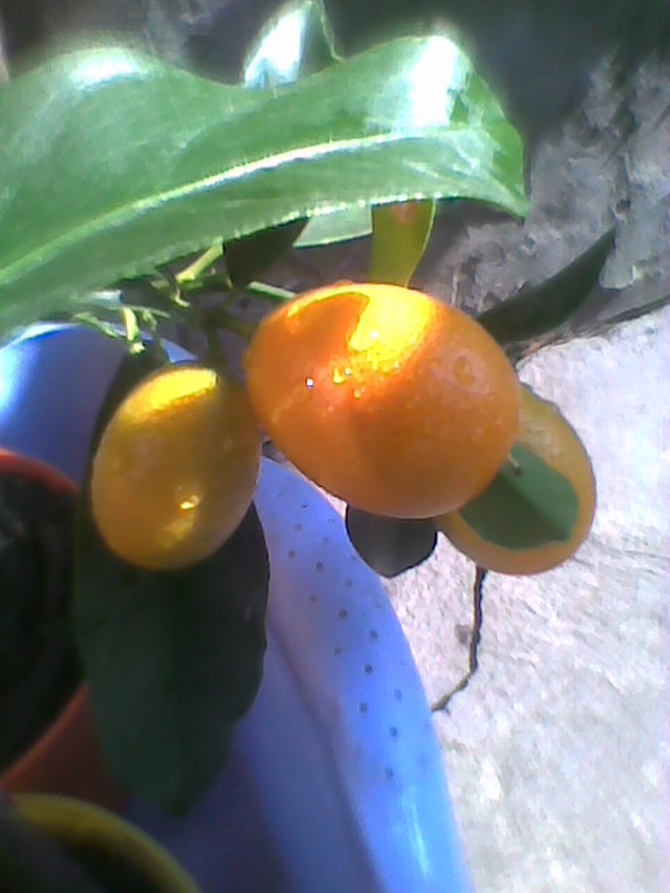Kumkwat owoce 