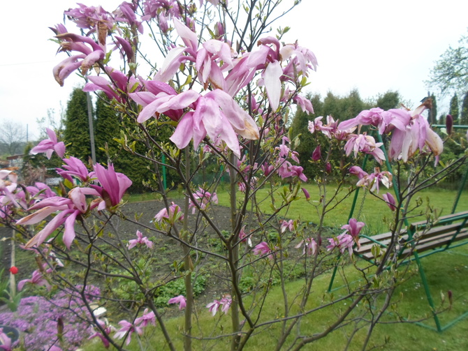 Moja magnolia po mrońych dniach wiosny
