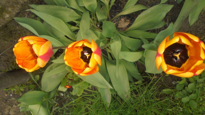 Moje tulipany dalej kwitną