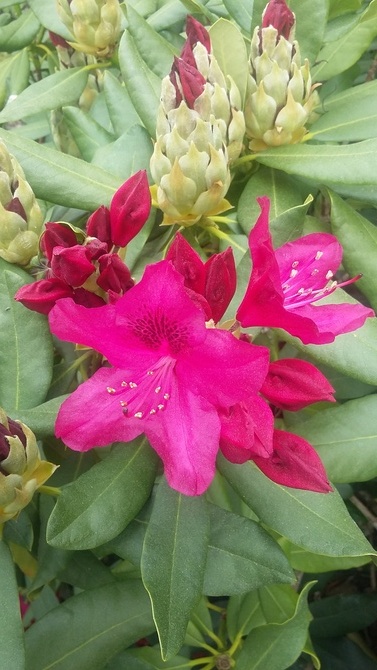 Relacja rododendronowa