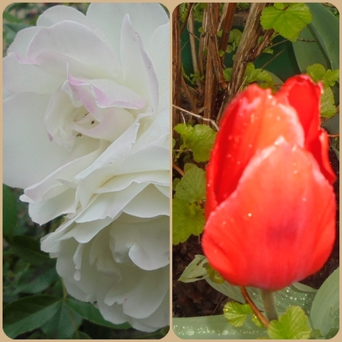 Róża i tulipan...