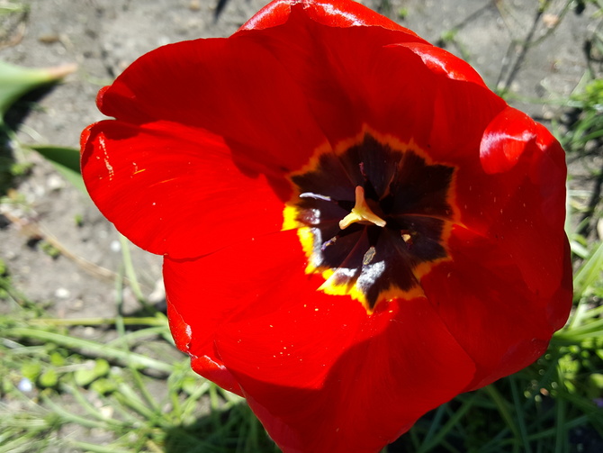 tulip z Opola