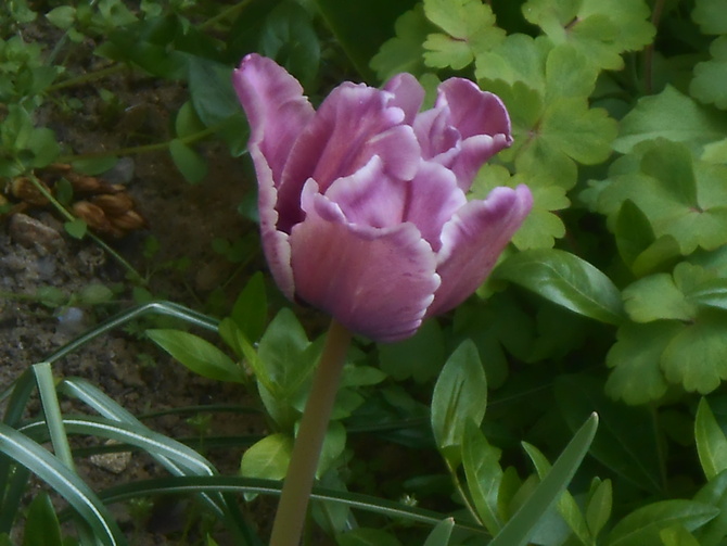 tulipan****
