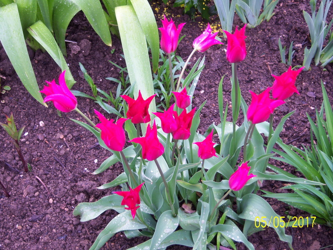 tulipany...