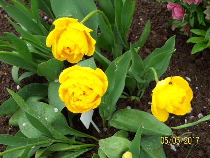 tulipany....