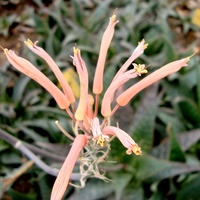 Aloe Saponaria - jego kwiaty.  Makro.
