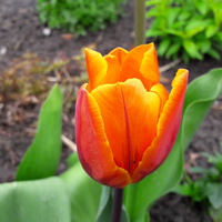 Czas tulipanów.