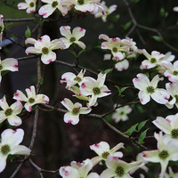 Dereń kwiecisty (Cornus florida L.)
