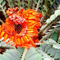 Encephalartos Ferox - jego owoce.