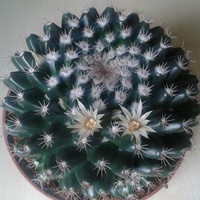 Kaktus poczuł wiosnę :)