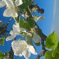 kwiat jabłoni 