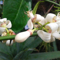 Kwiaty mandarynki