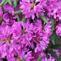 Majowy rododendron :-)